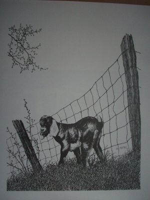 Baby Goat Pen & Ink Print